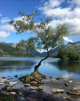 Commended Lone Tree Llanberis by Susan Cordiner
