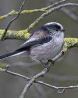 Commended Long Tailed Tit by Clive Pearson