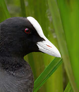 Coot by Clive Pearson 19 points