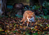 Fox In The Leaves - by Derek Walker 1st