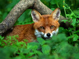 Fox In The Woods By Derek Walker 19 points