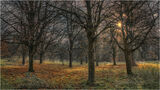 Golden Carpet by Kelvin Townsend