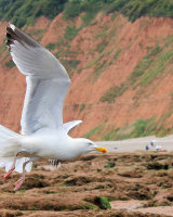 HC Approaching the Runway by Peter Watson