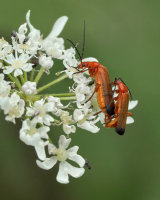 HC Cardinal Beetles by Clive Pearson
