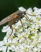 HC Dagger fly Empis tessellata by Clive Pearson