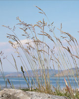 HC Lochside Grasses by Peggy Pics