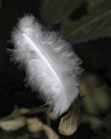 HC White Feather by Kelvin Townsend