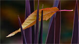 Impaled Leaf by Kelvin Townsend 2nd equal