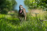 Meg in Long Grass by Bill Allsopp 1st Place 20 points