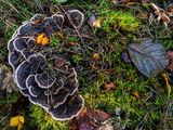 Peltigera Membranacea by Derek Walker 2nd equal