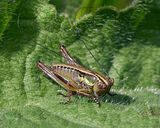 Roesels Bush-cricket by Clive Pearson 2nd Place 20 points