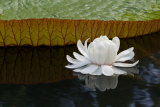 Nénuphar <em>Water lily</em>