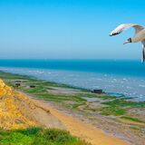 DSC 0103-gull at walton on the naze