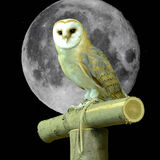 Night Owl