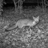 Night Vision Fox