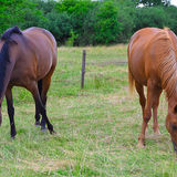 horses