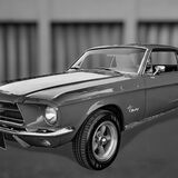 mustang