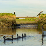 swans at battlesbridge