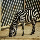 zebra