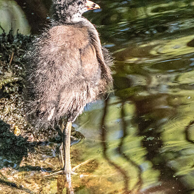 Baby Heron 3rd N&W digital