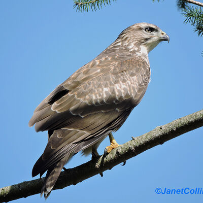 Buzzard 2nd N&W Digital