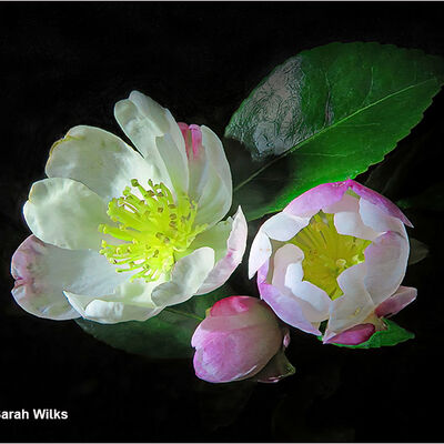 Camellia sasanqua 'Rainbow' 2nd Open Digital