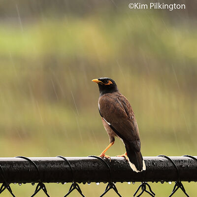 Common Myna 2nd N&W Digital