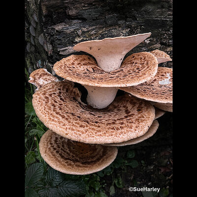 Dryad's Saddle 2nd N&W prints