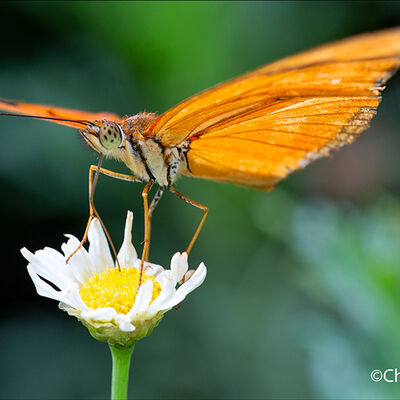 Dryas Julia Butterfly 2nd N&W Prints