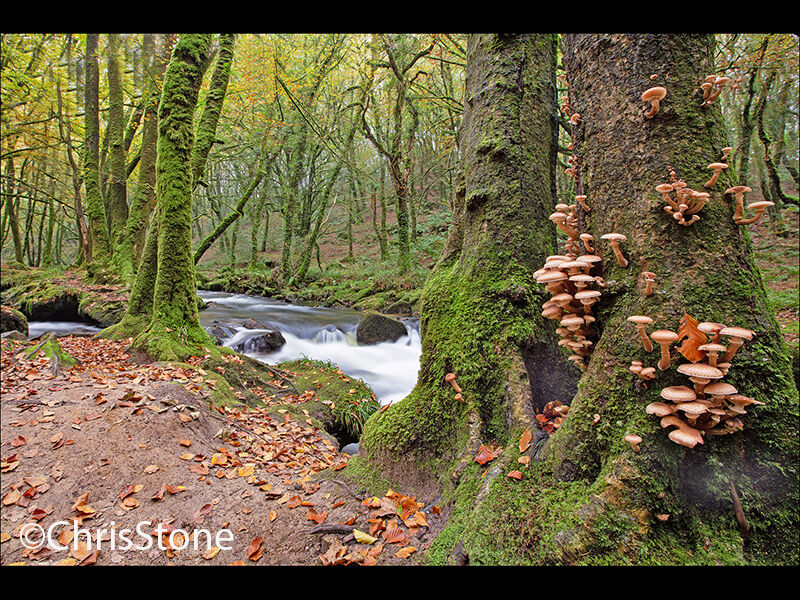 FUNGI ON WOOD 2nd Wood prints