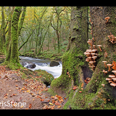 FUNGI ON WOOD 2nd Wood prints