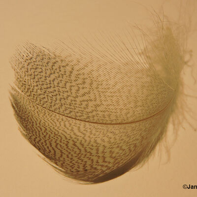 Feather - wonders of nature 3rd digital Janet