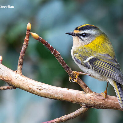 Firecrest 3rd N&W prints