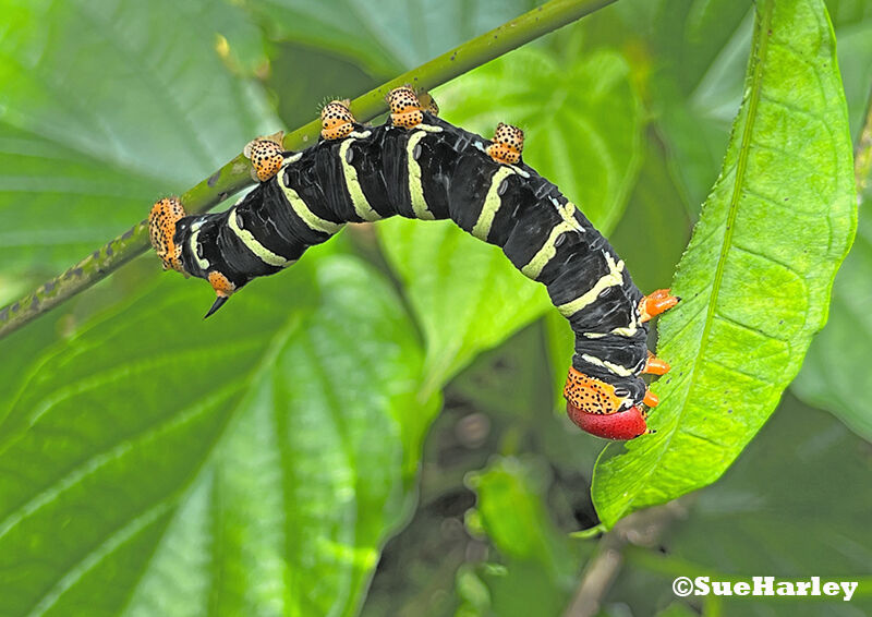 Frangipani Moth Caterpillar 2nd prints