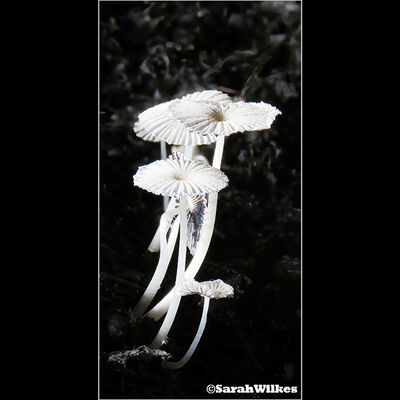 Fungi on compost heap 1st prints