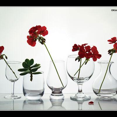 Geraniums in Glass 1st Prints
