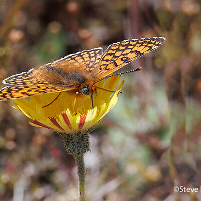 Glanville Fritillary 3rd N&W digital