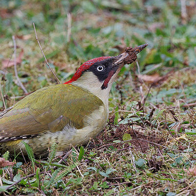 Green Woodpecker 3rd N&W prints