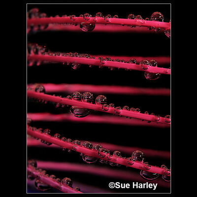 Helter-Skelter 1st Digital Sue