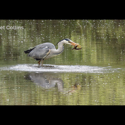 Heron with Eel 1st N&W digital