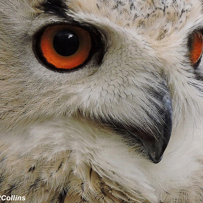 Janet Collins Owl 1st Place Digital Prints