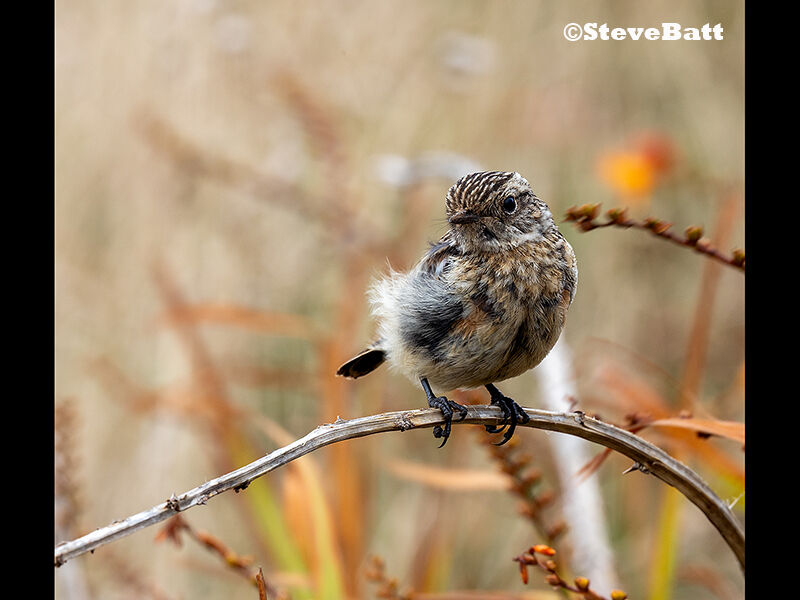 Juvenille Stonechat 1st digitals