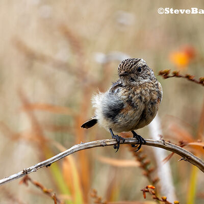 Juvenille Stonechat 1st digitals