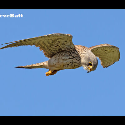 Kestrel in Flight 2nd digitals