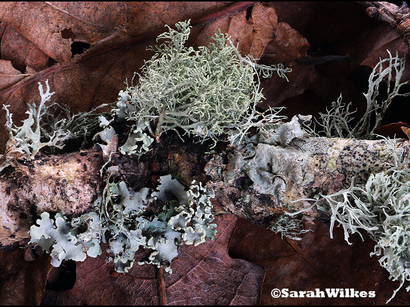 Lichens on Oak Branch 3rd prints