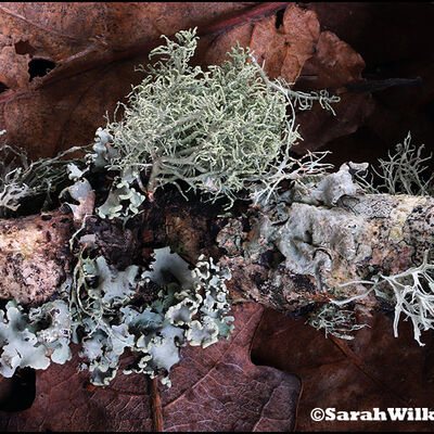 Lichens on Oak Branch 3rd prints