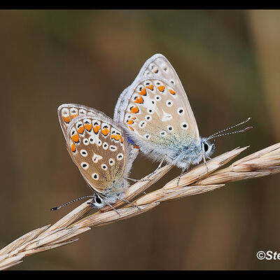 Mating Common Blues 3rd N&W digital