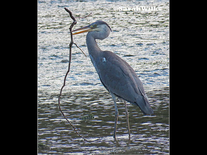 Nest building 3rd digital