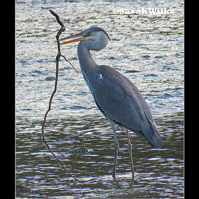 Nest building 3rd digital