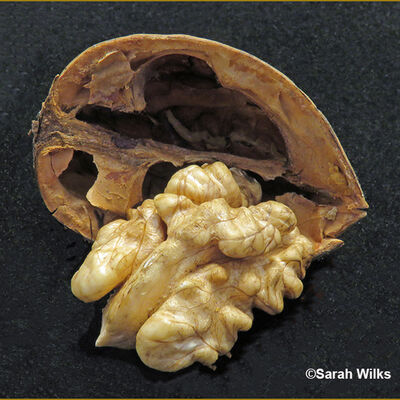 Penknight Walnut 2nd Prints Sarah